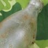 US Beer Bottle